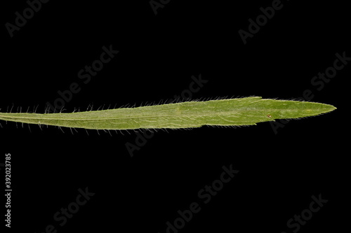 Canadian Fleabane (Conyza canadensis). Leaf Closeup