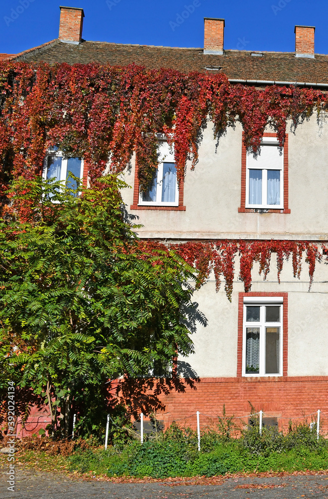 Old building covered with red leaves in autumn time