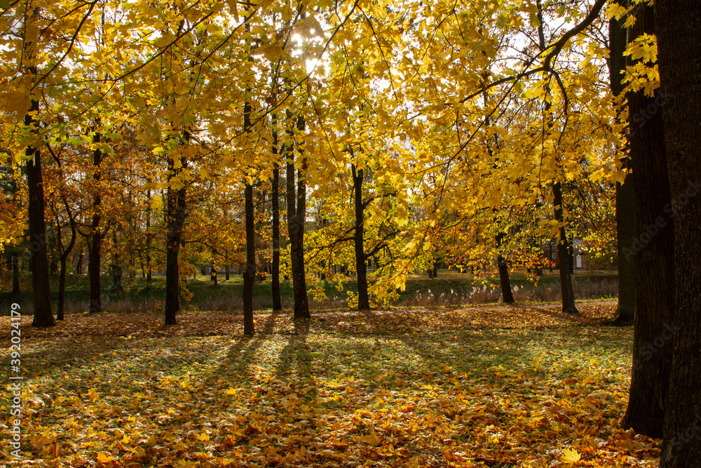 Autumn landscape yellow trees and sun rays Autumn landscape yellow trees and sun rays