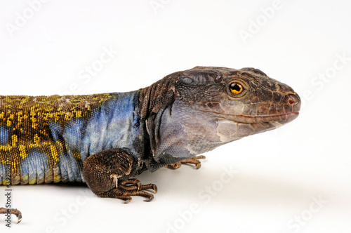 western canaries lizard from Tenerife // Kanareneidechse (Gallotia galloti eisentrauti) von Teneriffa photo
