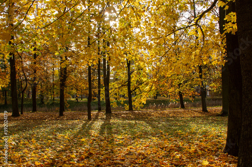 Autumn landscape yellow trees and sun rays