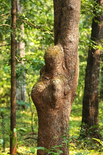 Trees in the jungle. State Of Goa. India
