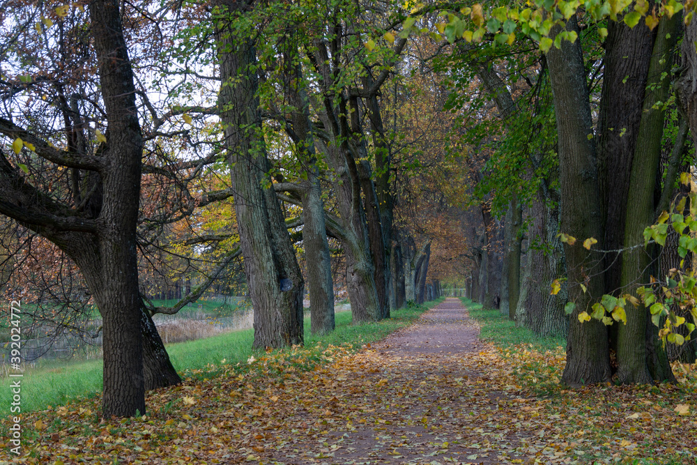 autumn landscape in the Park path surrounded by colorful trees autumn landscape in the Park path surrounded by colorful trees