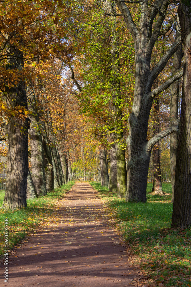 autumn landscape in the Park path surrounded by colorful trees