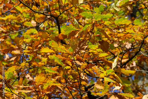 natural background of autumn foliage of the oak plant