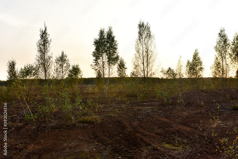 Landscape on peatlands on sunset background. Being development of the peat . Drainage of peat bogs at extraction site. Drilling on bog for oil exploration. Wetlands declining and under threat.