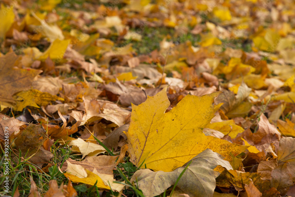 Maple yellow leaves fallen from the tree in autumn. October Maple yellow leaves fallen from the tree in autumn. October