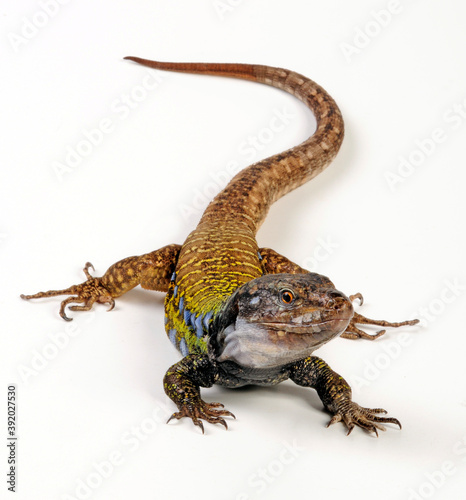 Gallot's lizard from Tenerife // Kanareneidechse (Gallotia galloti eisentrauti) von Teneriffa photo