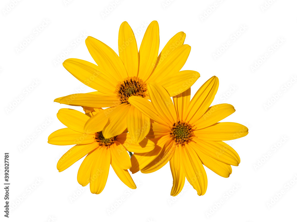 Decorative floral element with Yellow flower of Jerusalem artichoke
