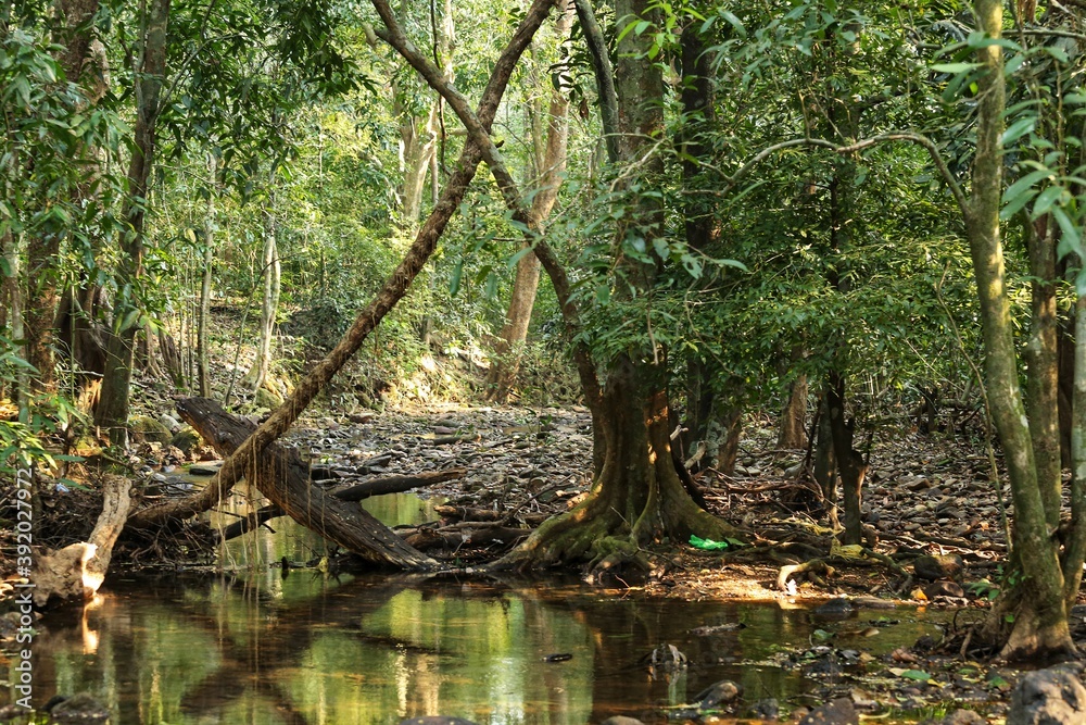 River in the jungle. State Of Goa. India River in the jungle. State Of Goa. India