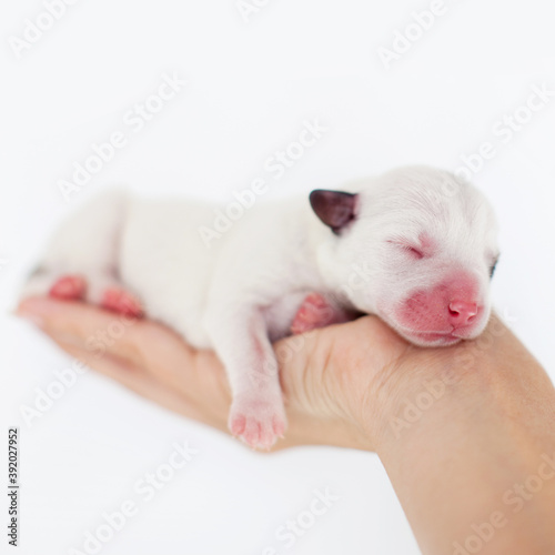 Newborn puppy in the palms © Tatyana Gladskih