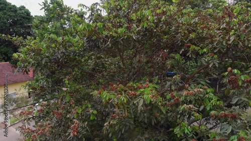 Aerial view of the headquarters of the Fonte Grande State Park. Video recorded in Vitoria, Espirito Santo, in 2020.
