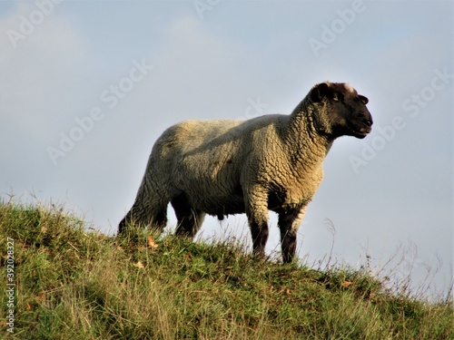 Sheep with a brown head standing on a dike