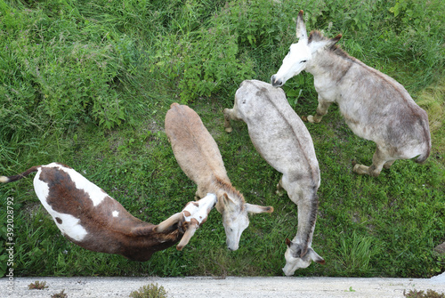 Billede på lærred four donkeys seen from above while grazing the grass