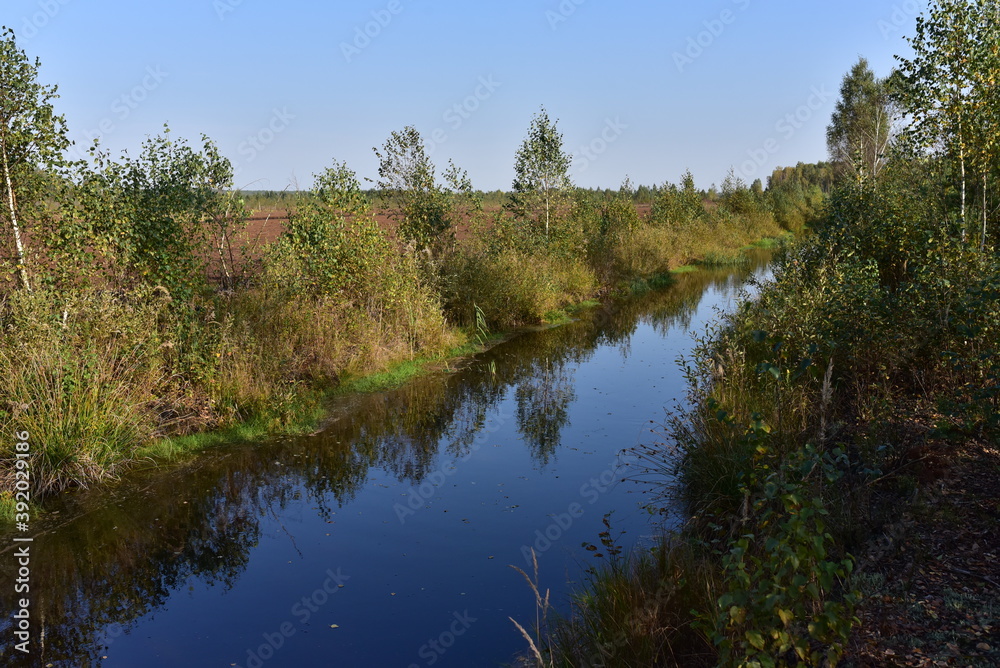 Small river in a forest with green swamp water in summer season. Wetlands declining and under threat.The problem of ecology and drainage of rivers and swamps Small river in a forest with green swamp water in summer season. Wetlands declining and under threat.The problem of ecology and drainage of rivers and swamps