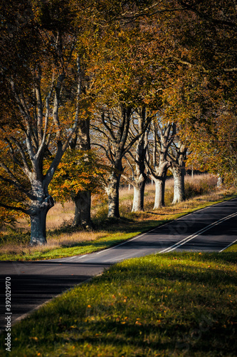 Beech Avenue