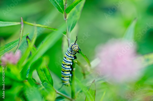 Monarch Caterpillar Eating Milkweed