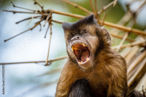 Closeup of tufted capuchin monkey (Sapajus apella), AKA macaco-prego into the wild in Brazil. photo