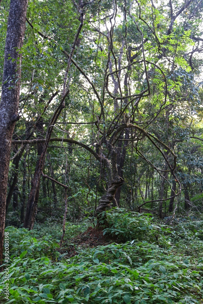 Obraz premium Trees in the jungle. State Of Goa. India