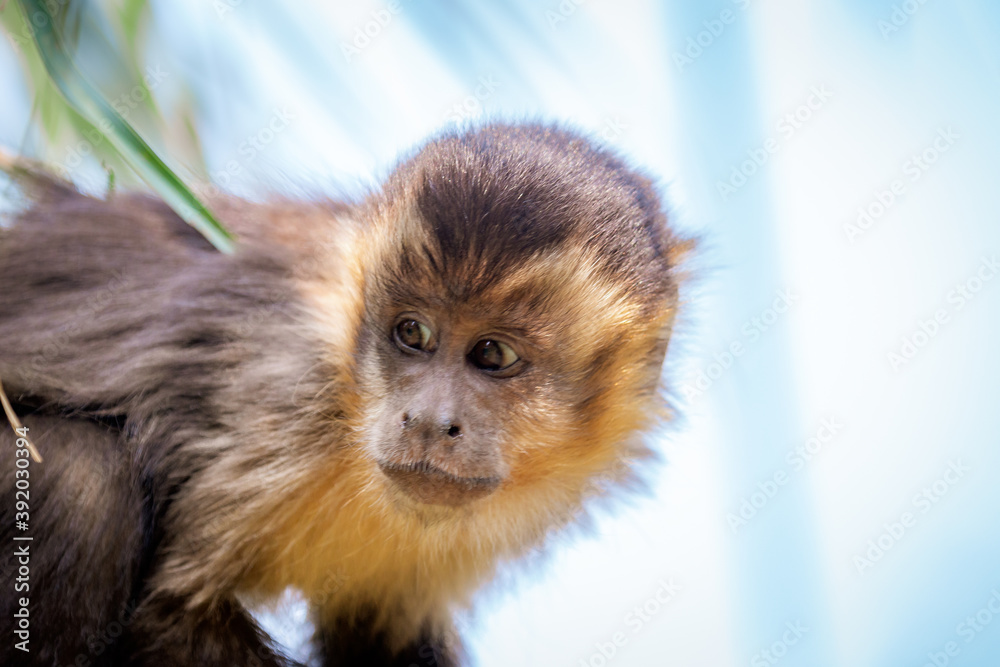 Closeup of tufted capuchin monkey (Sapajus apella), AKA macaco-prego into the wild in Brazil. Closeup of tufted capuchin monkey (Sapajus apella), AKA macaco-prego into the wild in Brazil.