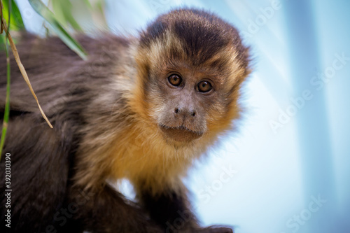 Canvas Print Closeup of tufted capuchin monkey (Sapajus apella), AKA macaco-prego into the wild in Brazil