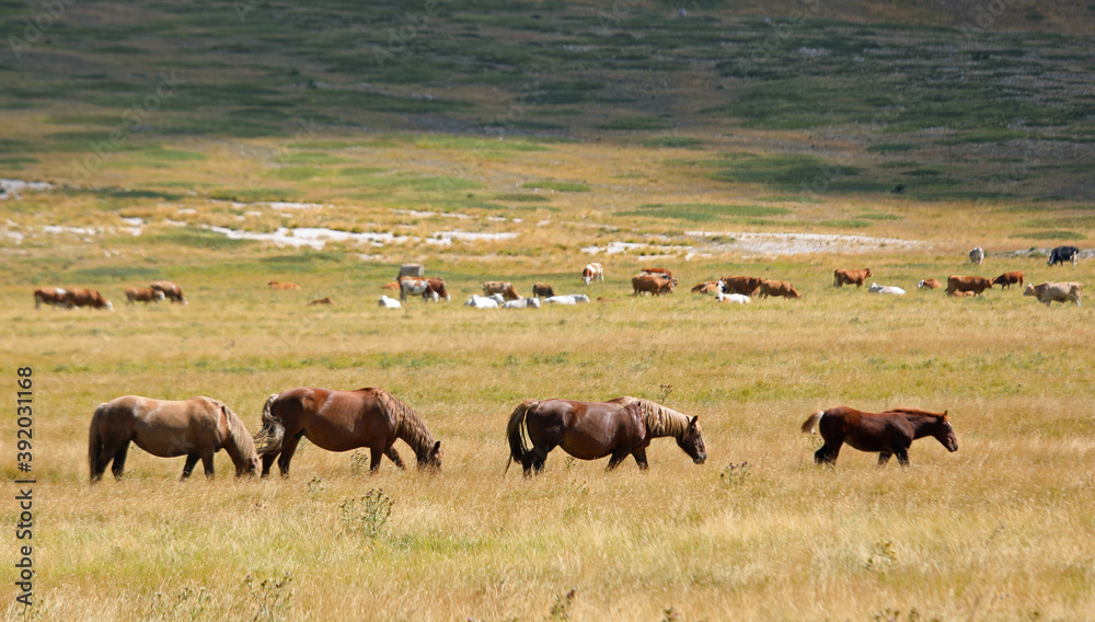 prairie with many horses in the wild grazing the grass without p