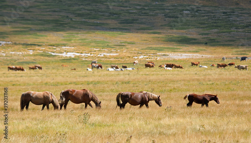 prairie with many horses in the wild grazing the grass without p