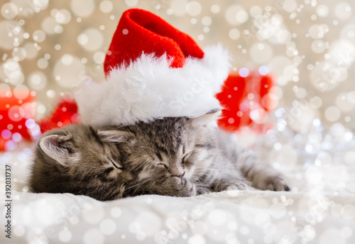 Cute tabby kittens sleeping together in christmas hat with blur snow lights. Santa Claus hat on pretty Baby cat. Christmas cats. Home pets in costume at New Year Xmas.