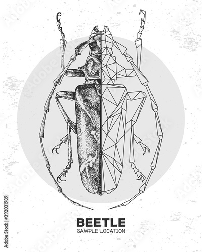 Realistic hand drawing and polygonal longhorn beetle. Artistic Bug. Entomological vector illustration