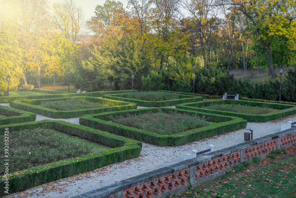 Ornamental boxwood (Buxus sempervirens) in the old garden with glow Ornamental boxwood (Buxus sempervirens) in the old garden with glow