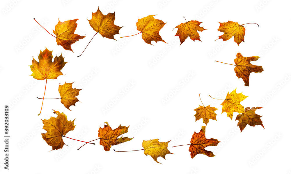 Fototapeta premium Colorful autumn leaves isolated on white background. Border frame of maple leaves.