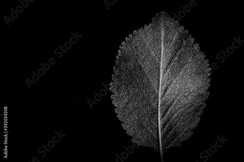 leaf on black
