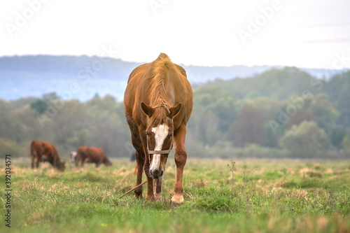 Beautiful chestnut horse grazing in green grassland summer field. © bilanol