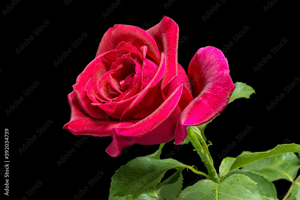 Red flower of rose, isolated on black background Red flower of rose, isolated on black background
