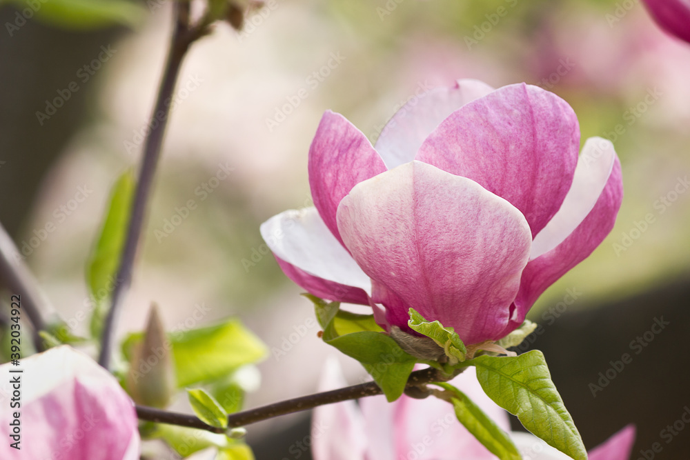 Pink magnolia closeup in a flowery garden Pink magnolia closeup in a flowery garden