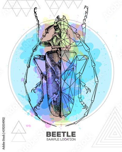 Realistic hand drawing and polygonal longhorn beetle on watercolor background. Artistic Bug. Entomological vector illustration
