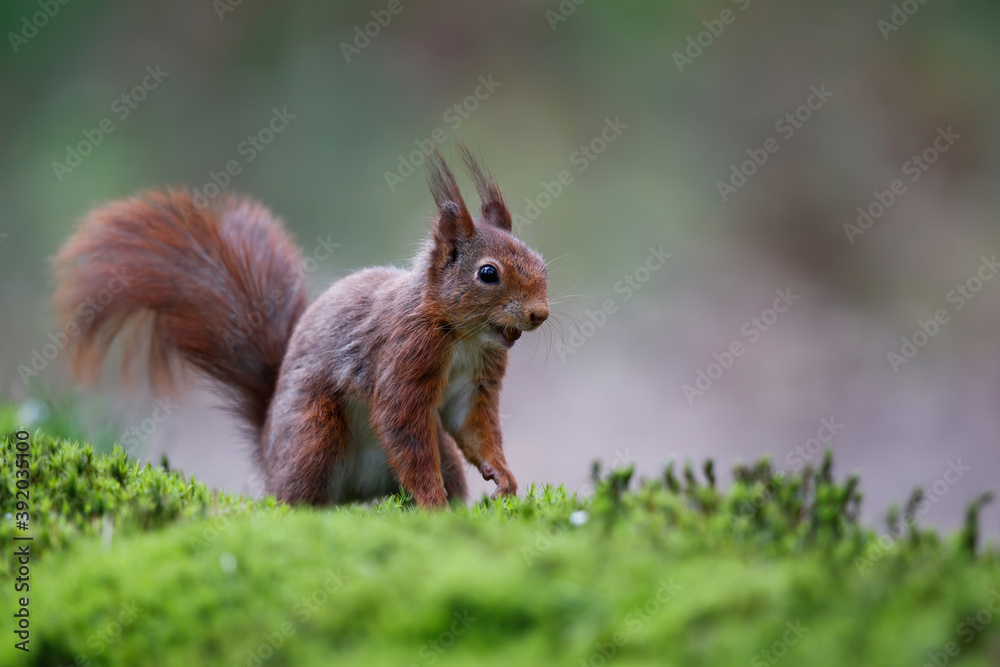 Eurasian red squirrel (Sciurus vulgaris) searching for food in the forest in the South of the Netherlands. Eurasian red squirrel (Sciurus vulgaris) searching for food in the forest in the South of the Netherlands.