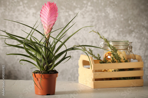 Slika na platnu Indoor bromeliad on a white background
