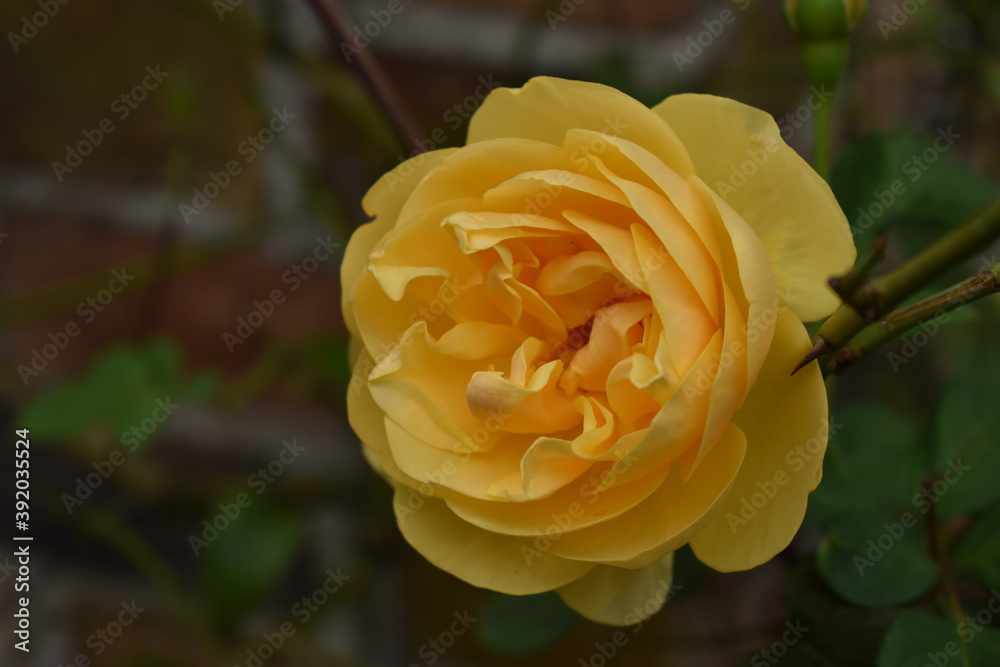 Best 沈床花壇 Images Stock Photos Vectors Adobe Stock Best 沈床花壇 Images Stock Photos Vectors Adobe Stock