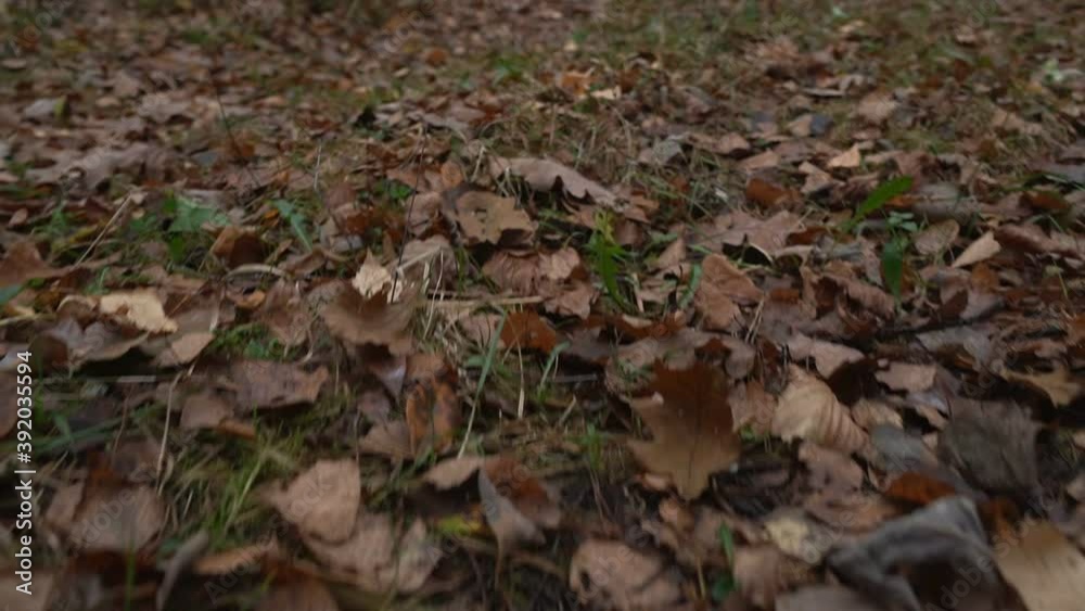 autumn leaves on the ground autumn leaves on the ground