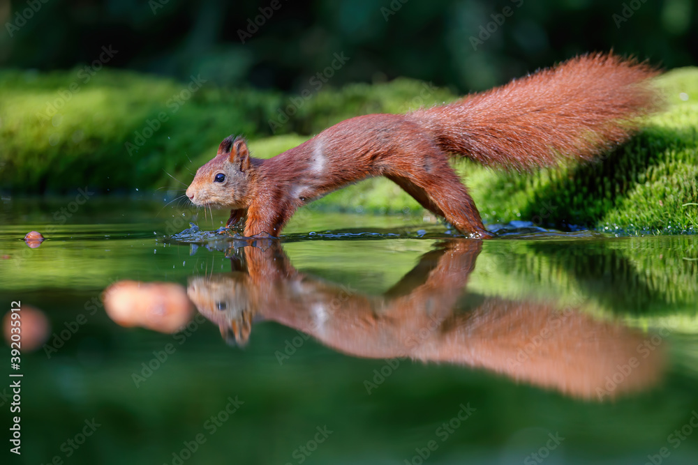 Eurasian red squirrel (Sciurus vulgaris) searching fior food in the forest with a Reflection in the water of a pond in the South of the Netherlands. 