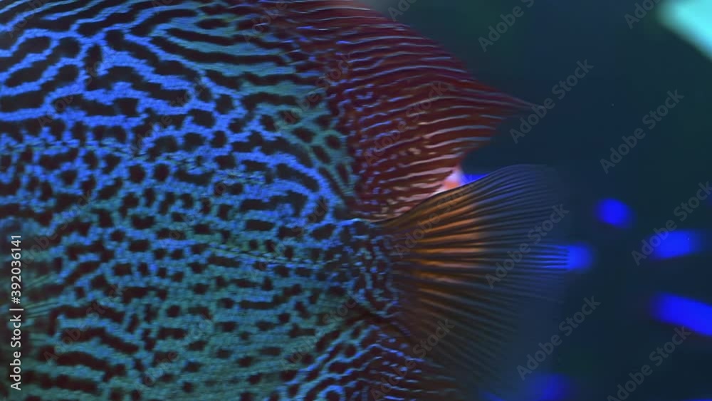Close up view of gorgeous checkerboard map discus aquarium fish. Hobby concept. Close up view of gorgeous checkerboard map discus aquarium fish. Hobby concept.