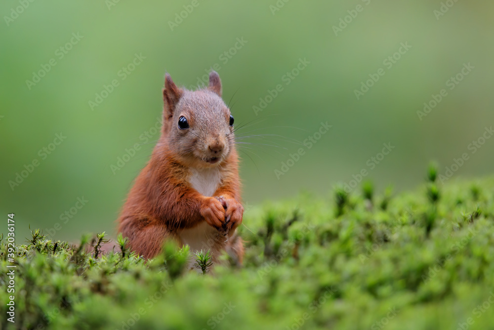 Eurasian red squirrel (Sciurus vulgaris) searching for food in the forest in the South of the Netherlands. Eurasian red squirrel (Sciurus vulgaris) searching for food in the forest in the South of the Netherlands.