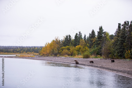 Bears walking at river edge  © Marcos