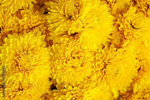 Yellow chrysanthemum flowers in a floral bouquet  background and texture