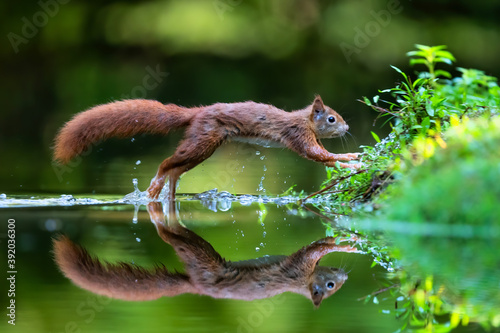 Eurasian red squirrel (Sciurus vulgaris) searching fior food in the forest with a Reflection in the water of a pond in the South of the Netherlands. 