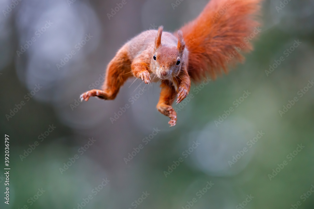Eurasian red squirrel (Sciurus vulgaris) jumping in the forest of Noord Brabant in the Netherlands. Green background. Eurasian red squirrel (Sciurus vulgaris) jumping in the forest of Noord Brabant in the Netherlands. Green background.