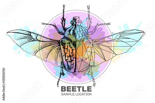 Realistic hand drawing and polygonal Goliath beetle on watercolor background. Artistic Bug. Entomological vector illustration