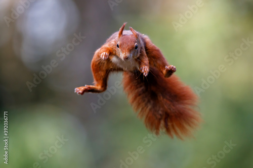 Eurasian red squirrel  Sciurus vulgaris  jumping in the forest of Noord Brabant in the Netherlands. Green background.