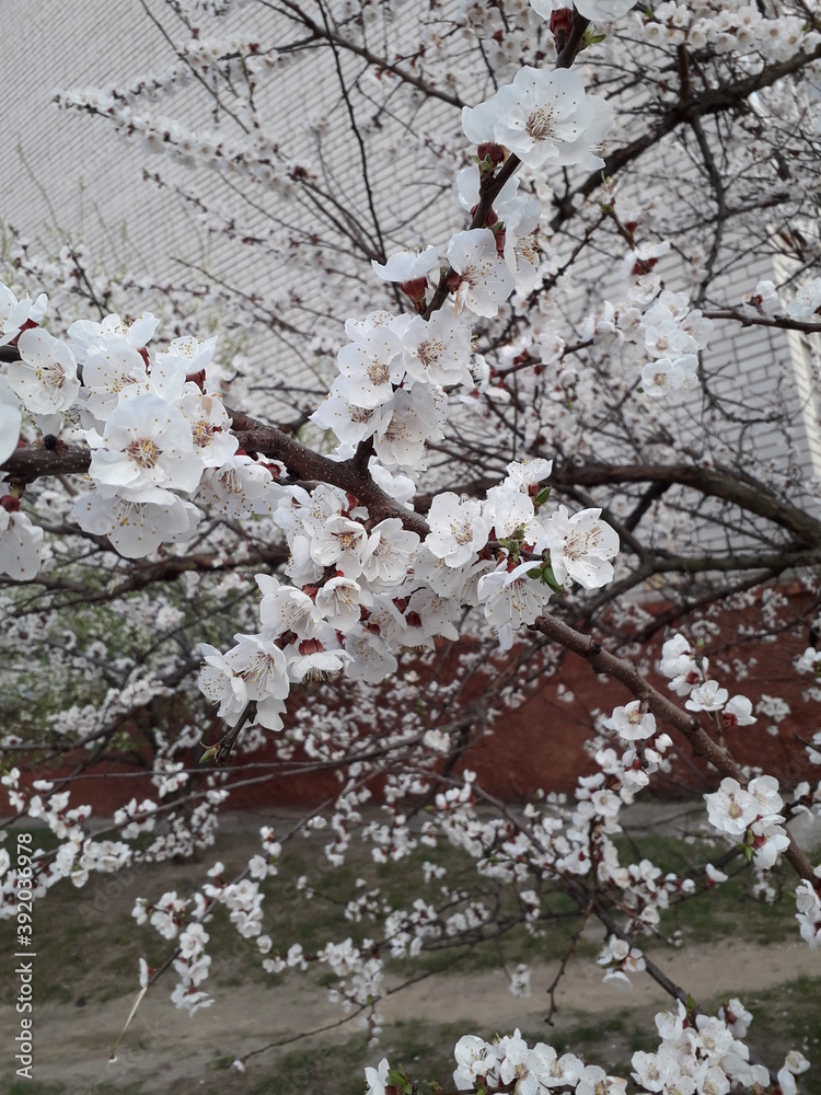 Fototapeta premium blossoming spring